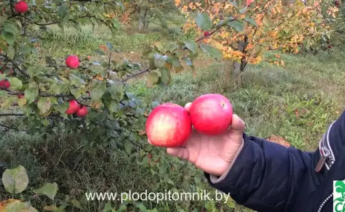 Превью видео