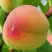 Персик ВЕТЕРАН в Самохваловичи