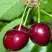 Черешня ВАСИЛИСА в Самохваловичи