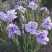 Ирис ИМПЕРИАЛ ОПАЛ сибирский в Самохваловичи