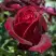 Роза ПАПА МЕЙЯН чайно-гибридная в Самохваловичи