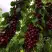 Черешня ХЕЛЕНА колоновидная в Самохваловичи