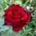 Роза ТАБУ чайно-гибридная в Самохваловичи