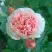 Роза ФИЛИНГ чайно-гибридная в Самохваловичи
