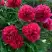 Пион БЕЛГРАВИЯ травянистый в Самохваловичи
