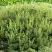 Сосна горная ПУМИЛИО в Самохваловичи