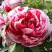 Пион РЕД ВИЗ ПИНК древовидный в Самохваловичи