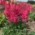 Астильба ЛАКИ ДЕЙ Арендса в Самохваловичи