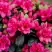 Азалия КАНЗОНЕТТА японская в Самохваловичи