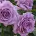 Роза ЛАВ СОНГ флорибунда в Самохваловичи
