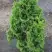 Туя ЗМАТЛИК западная в Самохваловичи