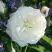 Роза АЛАБАСТЕР флорибунда в Самохваловичи