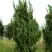 Можжевельник КАЙЗУКА китайский в Самохваловичи