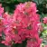 Гортензия МЕГА МИНДИ метельчатая в Самохваловичи