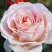 Роза АНДРЕ ЛЕ НОТР чайно-гибридная в Самохваловичи