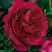 Роза КЕЙТ английская в Самохваловичи