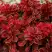 Барбарис РЕД ХОТ ЧИЛИ тунберга в Самохваловичи