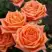 Роза ЭЛЬДОРАДО чайно-гибридная в Самохваловичи