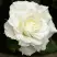 Роза МОНДИАЛЬ чайно-гибридная в Самохваловичи