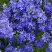 Вероника РОЯЛ БЛЮ большая в Самохваловичи