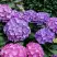Гортензия ГАМБУРГ крупнолистная в Самохваловичи
