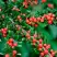 Кизильник горизонтальный в Самохваловичи