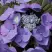 Гортензия БЛАУМАЙС (БЛАУМАЙЗЕ) крупнолистная в Самохваловичи