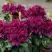 Рододендрон КАЛИ в Самохваловичи