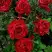 Роза РЕД ИНТУИШН чайно-гибридная в Самохваловичи