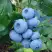 Голубика ТОРО в Самохваловичи