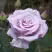 Роза СИЛЬВЕР СТАР чайно-гибридная в Самохваловичи