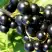 Смородина чёрная ДЕЛИКАТЕСНАЯ в Самохваловичи