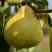 Груша ВЕЛИКАЯ ЛЕТНЯЯ (БОЛЬШАЯ ЛЕТНЯЯ) в Самохваловичи