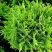 Туя ДАНИКА западная в Самохваловичи