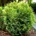 Туя ВОТЕРФИЛД западная в Самохваловичи