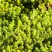 Очиток (седум) ЙЕЛЛОУ КВИН едкий в Самохваловичи