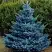 Ель МАДЖЕСТИК БЛЮ колючая в Самохваловичи