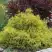 Кипарисовик ГОЛДЕН МОП горохоплодный в Самохваловичи