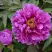 Пион ЛИЛОВАЯ ФАНТАЗИЯ древовидный в Самохваловичи