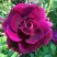 Роза БУРГУНДИ АЙС флорибунда в Самохваловичи