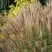 Мискантус КЛЯЙН СИЛЬБЕРСПАЙН китайский  в Самохваловичи