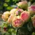 Роза ПИТАХАЙЯ чайно-гибридная в Самохваловичи