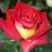 Роза ФРЕНДШИП чайно-гибридная в Самохваловичи