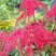 Астильба РЕД ЧАРМ Арендса в Самохваловичи