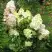 Гортензия БОМБШЕЛ метельчатая в Самохваловичи