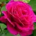Роза МАЛИНОВЫЙ ЗВОН чайно-гибридная в Самохваловичи
