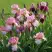 Ирис БЛАШИНГ ПИНК бородатый в Самохваловичи
