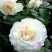 Роза ВАЙТ МЕЙДИЛАНД почвопокровная в Самохваловичи