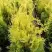 Туя ГОЛДЕН БРАБАНТ западная в Самохваловичи