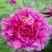 Пион ЛИЛОВАЯ ФАНТАЗИЯ древовидный в Самохваловичи